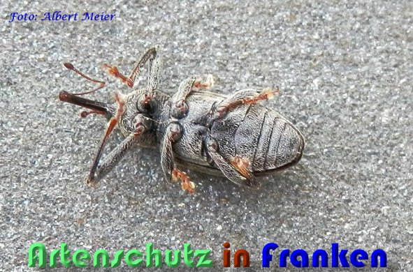 Copyright AiS Albert Meier Bild zum Eintrag (56601-160)