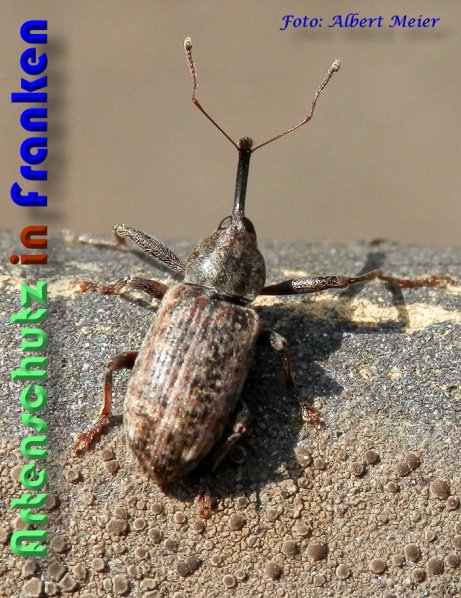 Copyright AiS Albert Meier Bild zum Eintrag (56603-160)