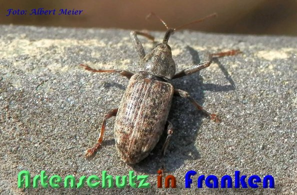 Copyright AiS Albert Meier Bild zum Eintrag (56604-160)