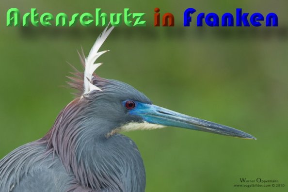 Copyright AiS www.vogelbilder.com Bild zum Eintrag (56610-160)