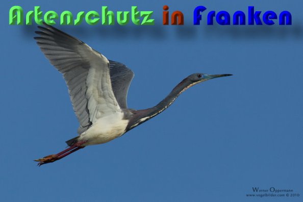 Copyright AiS www.vogelbilder.com Bild zum Eintrag (56611-160)