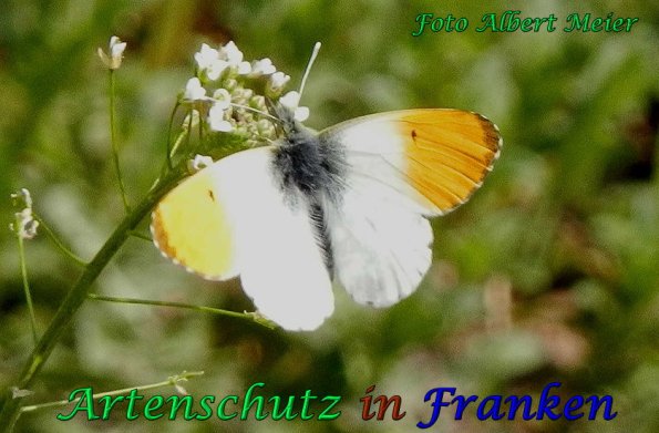 Copyright AiS Albert Meier Bild zum Eintrag (56754-160)
