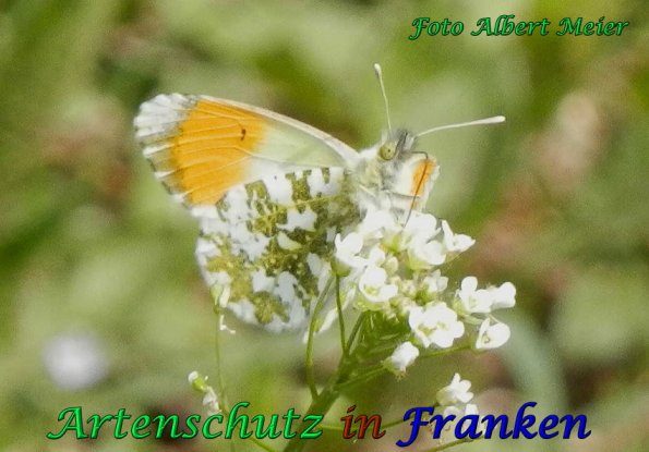 Copyright AiS Albert Meier Bild zum Eintrag (56755-160)