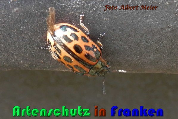 Copyright AiS Albert Meier Bild zum Eintrag (56770-160)