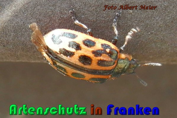 Copyright AiS Albert Meier Bild zum Eintrag (56773-160)