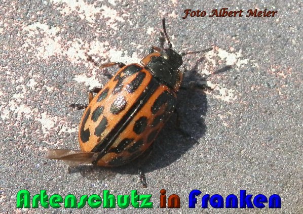 Copyright AiS Albert Meier Bild zum Eintrag (56774-160)