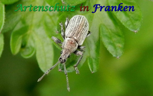 Copyright AiS Albert Meier Bild zum Eintrag (56799-160)