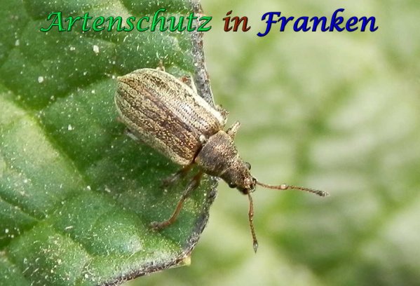 Copyright AiS Albert Meier Bild zum Eintrag (56800-160)