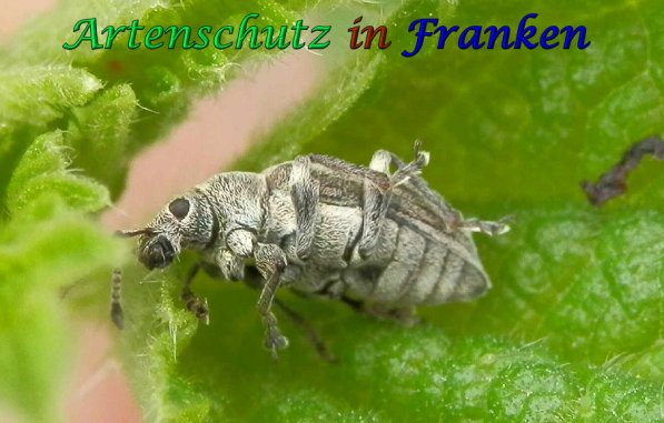 Copyright AiS Albert Meier Bild zum Eintrag (56801-160)