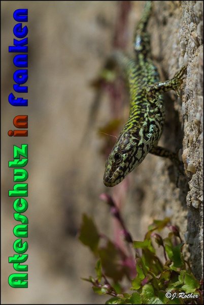 Copyright AiS Johannes Rother Bild zum Eintrag (56822-160)