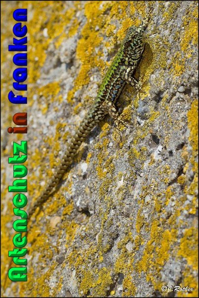 Copyright AiS Johannes Rother Bild zum Eintrag (56823-160)