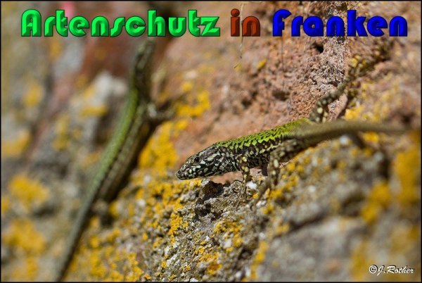 Copyright AiS Johannes Rother Bild zum Eintrag (56824-160)