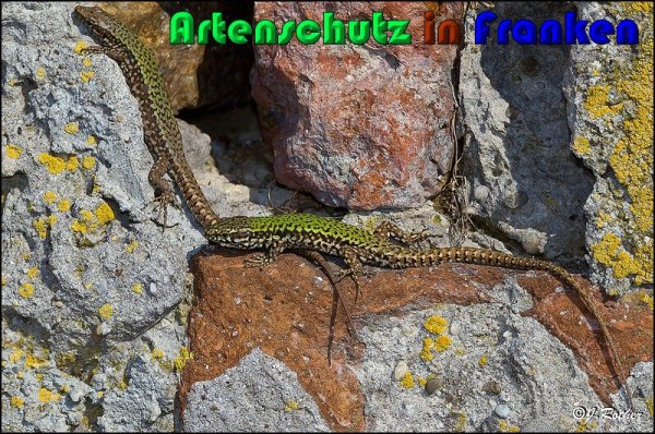 Copyright AiS Johannes Rother Bild zum Eintrag (56826-160)