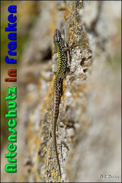 Copyright AiS Johannes Rother Bild zum Eintrag (56827-160)