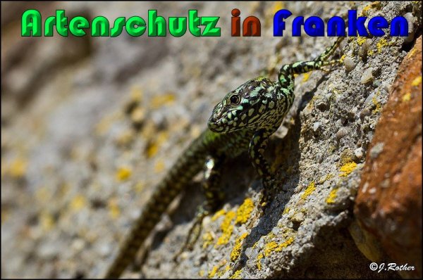 Copyright AiS Johannes Rother Bild zum Eintrag (56828-160)