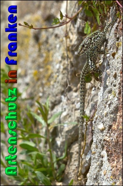Copyright AiS Johannes Rother Bild zum Eintrag (56829-160)