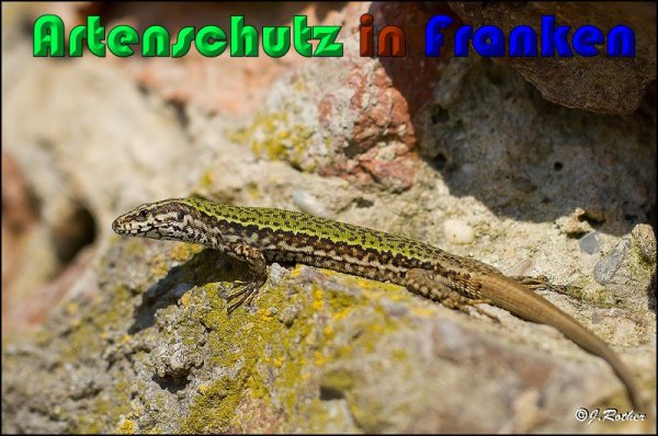 Copyright AiS Johannes Rother Bild zum Eintrag (56830-160)