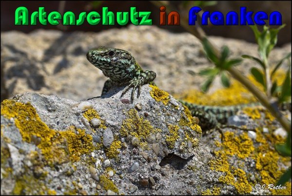 Copyright AiS Johannes Rother Bild zum Eintrag (56831-160)
