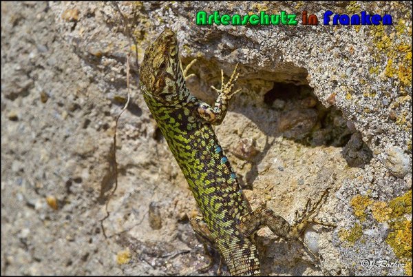 Copyright AiS Johannes Rother Bild zum Eintrag (56832-160)