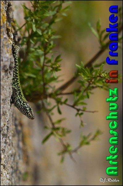 Copyright AiS Johannes Rother Bild zum Eintrag (56833-160)