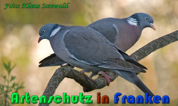 Copyright AiS Klaus Sanwald Bild zum Eintrag (56865-160)