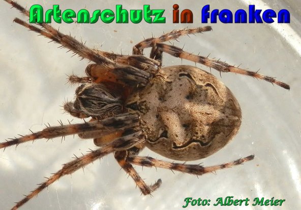 Copyright AiS Albert Meier Bild zum Eintrag (56889-160)