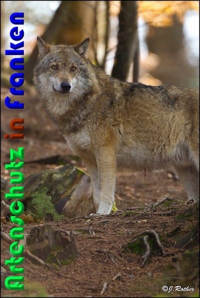 Copyright AiS Johannes Rother Bild zum Eintrag (56909-160)