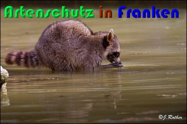 Copyright AiS Johannes Rother Bild zum Eintrag (56917-160)