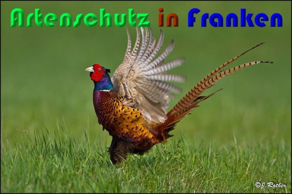 Copyright AiS Johannes Rother Bild zum Eintrag (56930-160)
