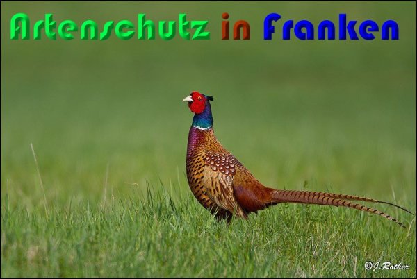 Copyright AiS Johannes Rother Bild zum Eintrag (56931-160)