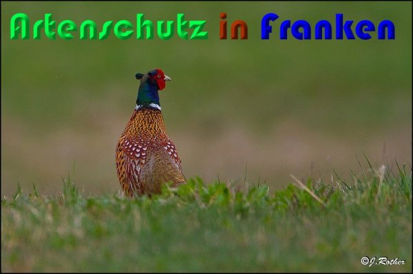 Copyright AiS Johannes Rother Bild zum Eintrag (56932-160)