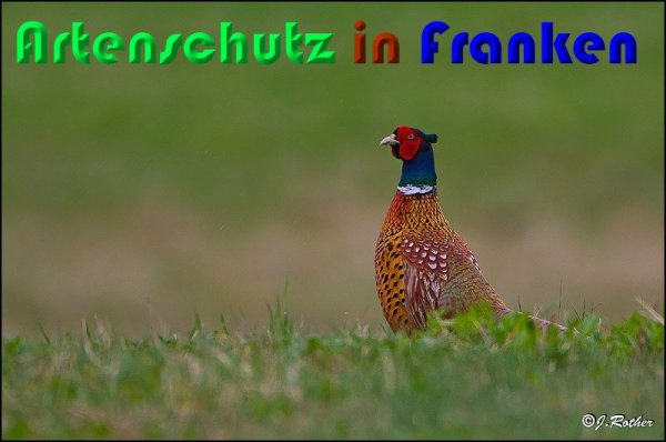 Copyright AiS Johannes Rother Bild zum Eintrag (56944-160)