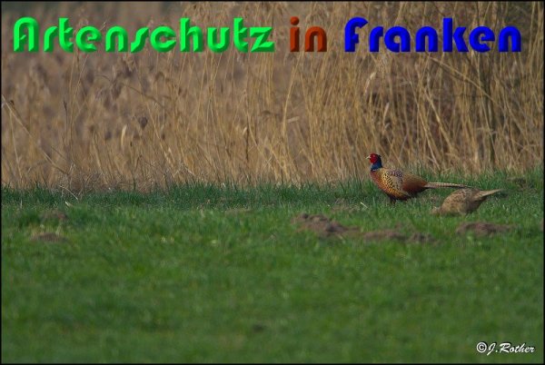 Copyright AiS Johannes Rother Bild zum Eintrag (56946-160)