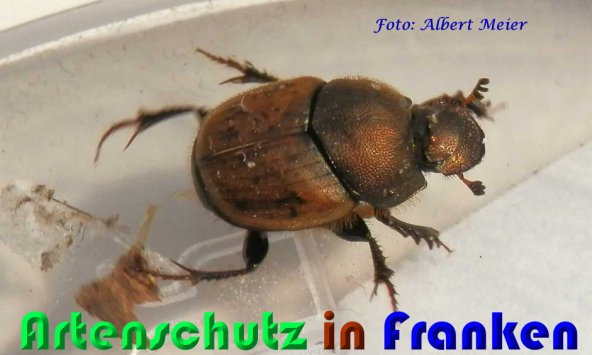 Copyright AiS Albert Meier Bild zum Eintrag (56989-160)
