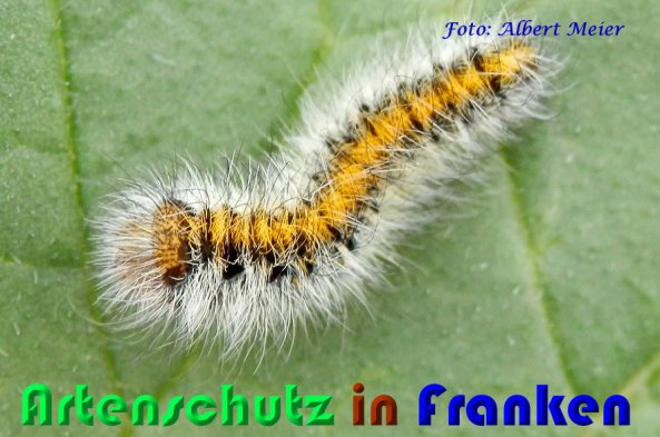 Bild zum Eintrag (56994-160)