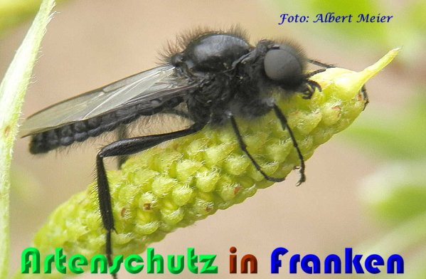 Copyright AiS Albert Meier Bild zum Eintrag (56999-160)