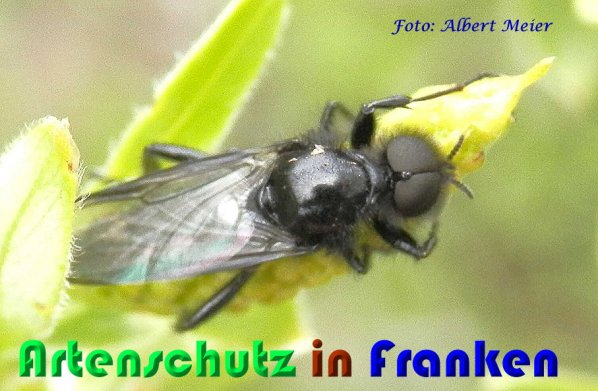 Copyright AiS Albert Meier Bild zum Eintrag (57000-160)