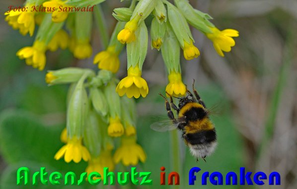 Copyright AiS Klaus Sanwald Bild zum Eintrag (57004-160)