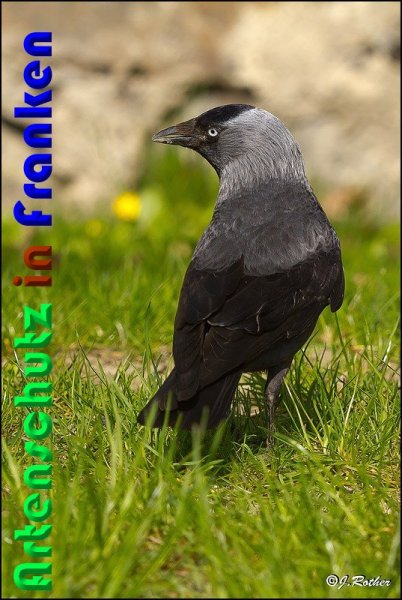 Copyright AiS Johannes Rother Bild zum Eintrag (57011-160)