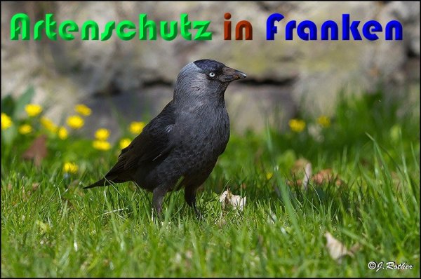 Copyright AiS Johannes Rother Bild zum Eintrag (57012-160)