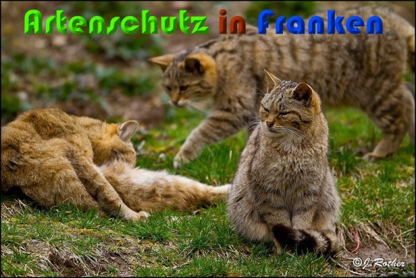 Copyright AiS Johannes Rother Bild zum Eintrag (57025-160)