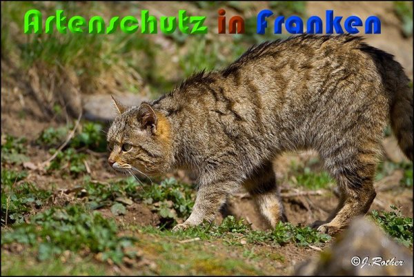 Copyright AiS Johannes Rother Bild zum Eintrag (57026-160)