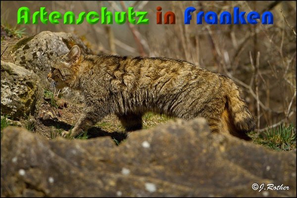 Copyright AiS Johannes Rother Bild zum Eintrag (57027-160)