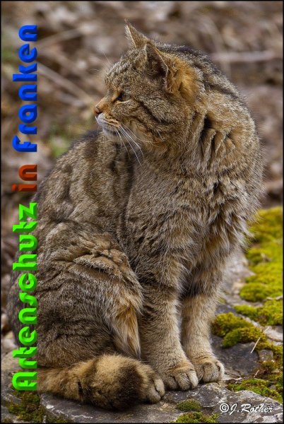 Copyright AiS Johannes Rother Bild zum Eintrag (57028-160)