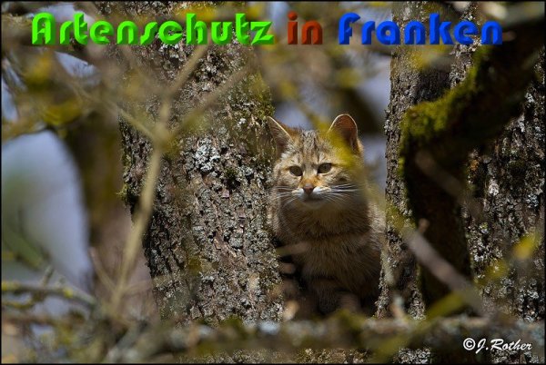 Copyright AiS Johannes Rother Bild zum Eintrag (57029-160)