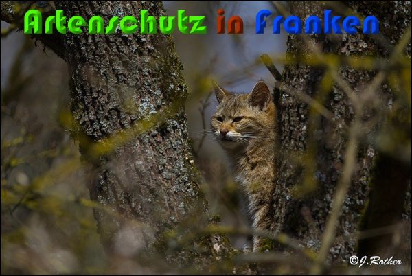 Copyright AiS Johannes Rother Bild zum Eintrag (57031-160)