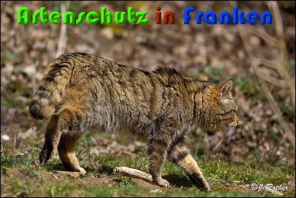 Copyright AiS Johannes Rother Bild zum Eintrag (57032-160)