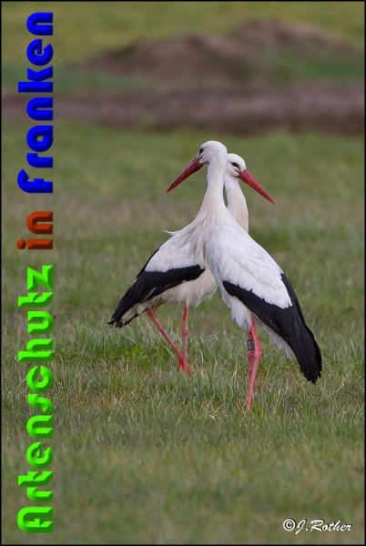 Copyright AiS Johannes Rother Bild zum Eintrag (57039-160)