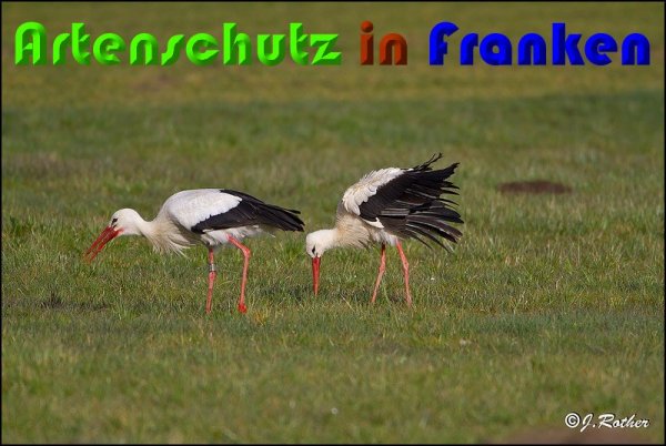 Copyright AiS Johannes Rother Bild zum Eintrag (57041-160)
