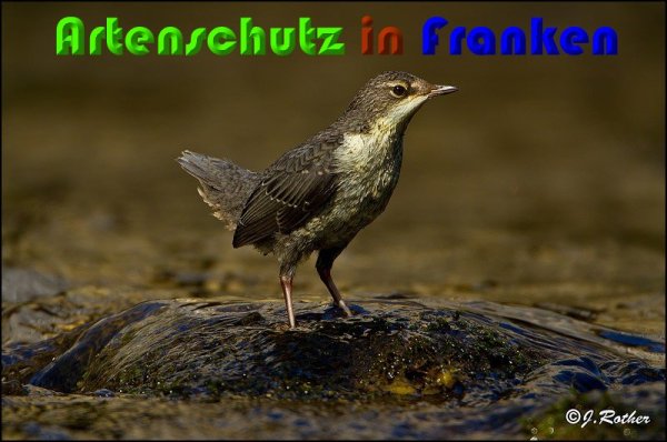 Copyright AiS Johannes Rother Bild zum Eintrag (57095-160)